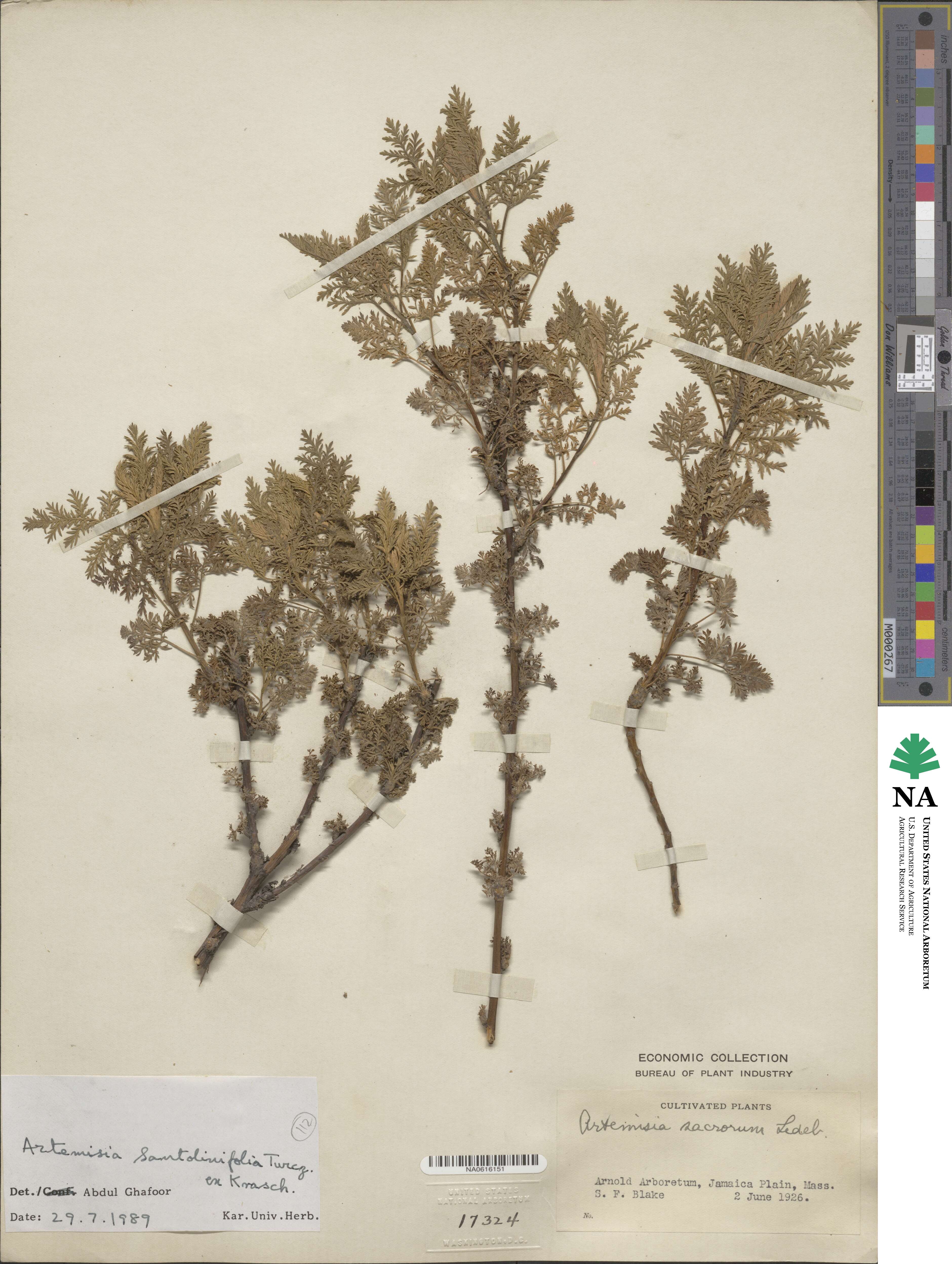 Artemisia stechmanniana image