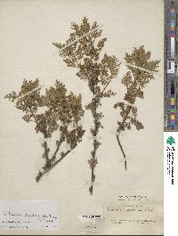 Artemisia stechmanniana image