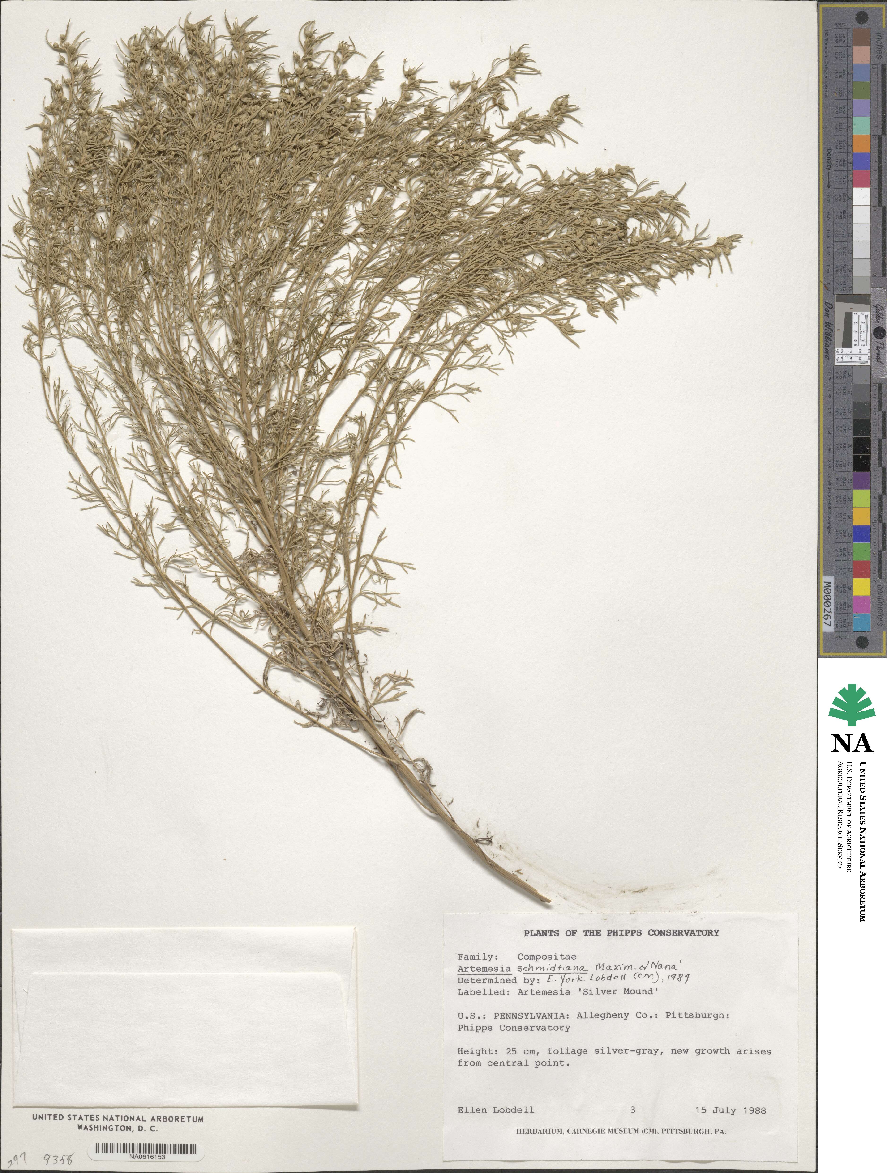 Artemisia schmidtiana image