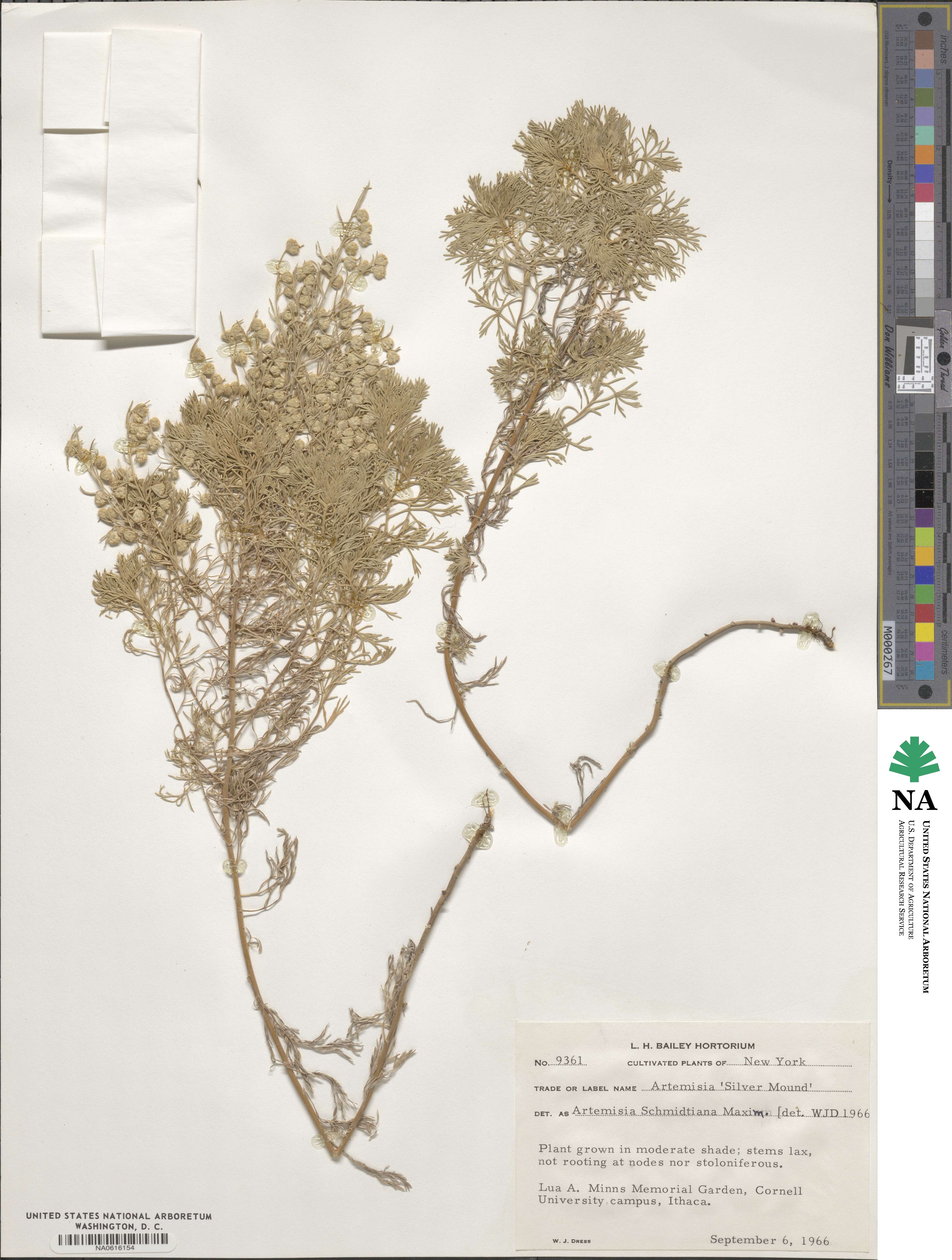 Artemisia schmidtiana image