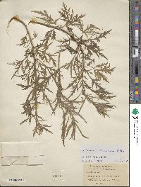 Artemisia sieversiana image