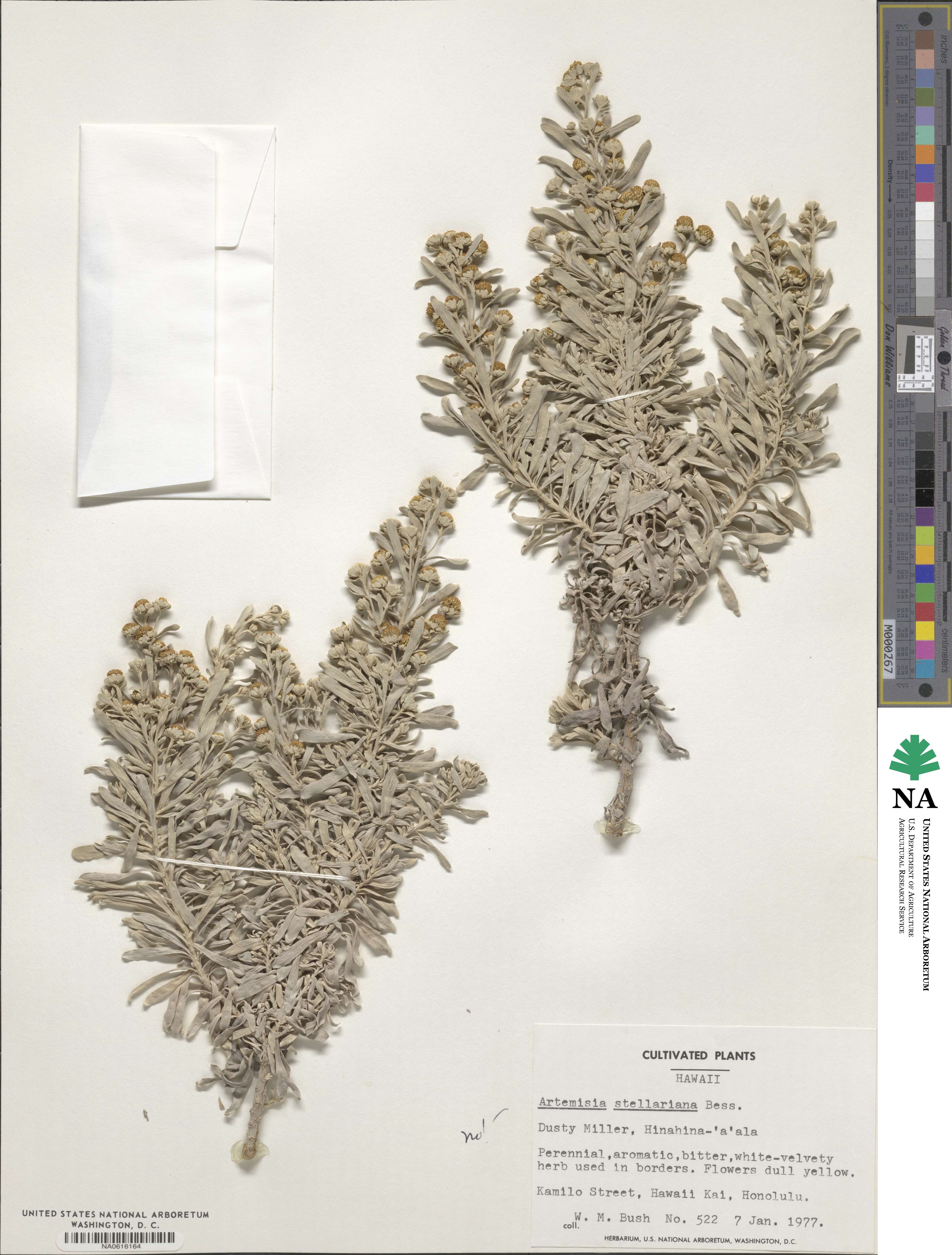 Artemisia stelleriana image