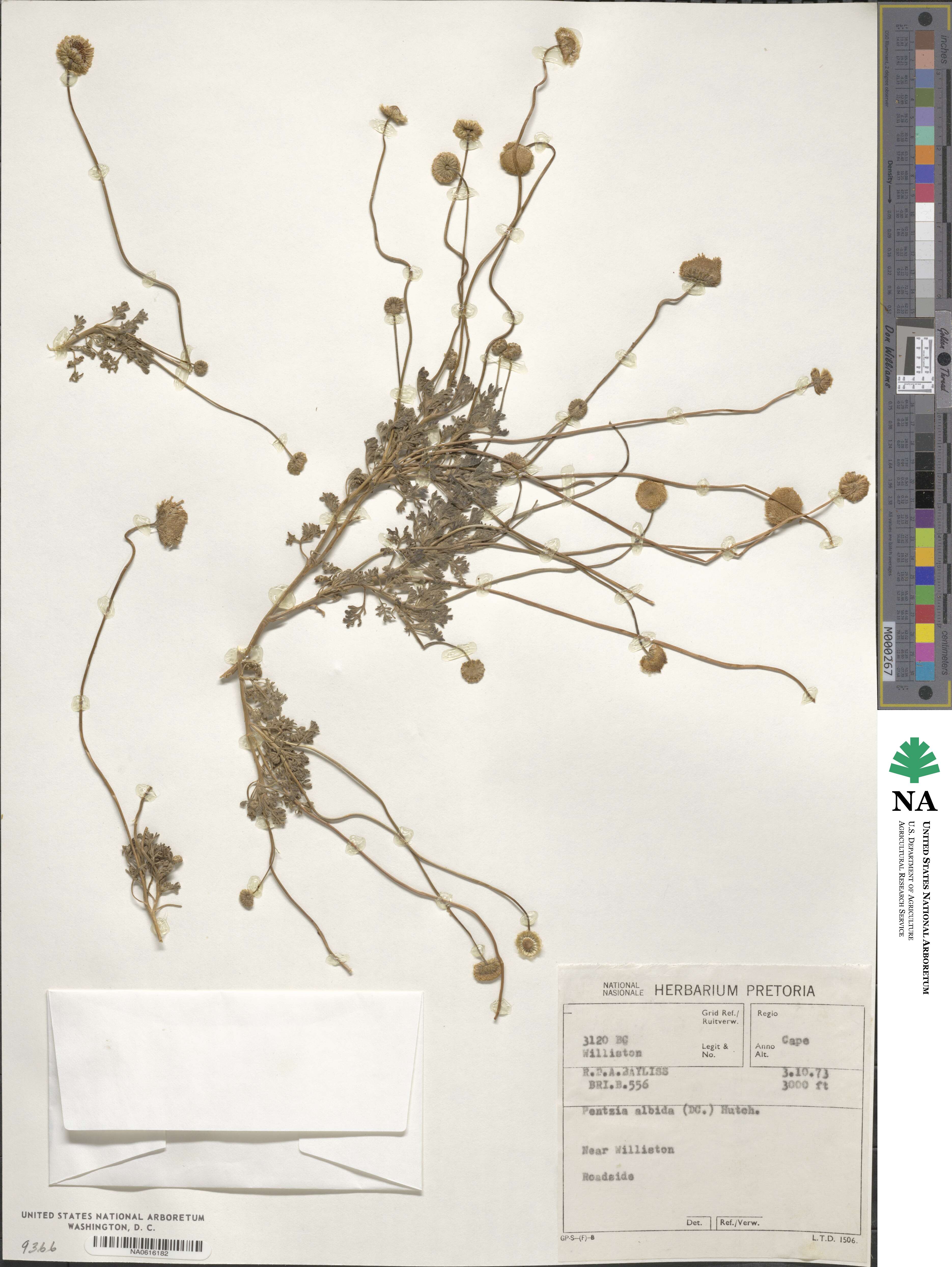 Foveolina dichotoma image