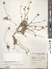 Image of Foveolina dichotoma