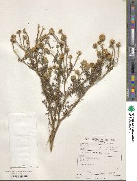 Image of Oncosiphon grandiflorum