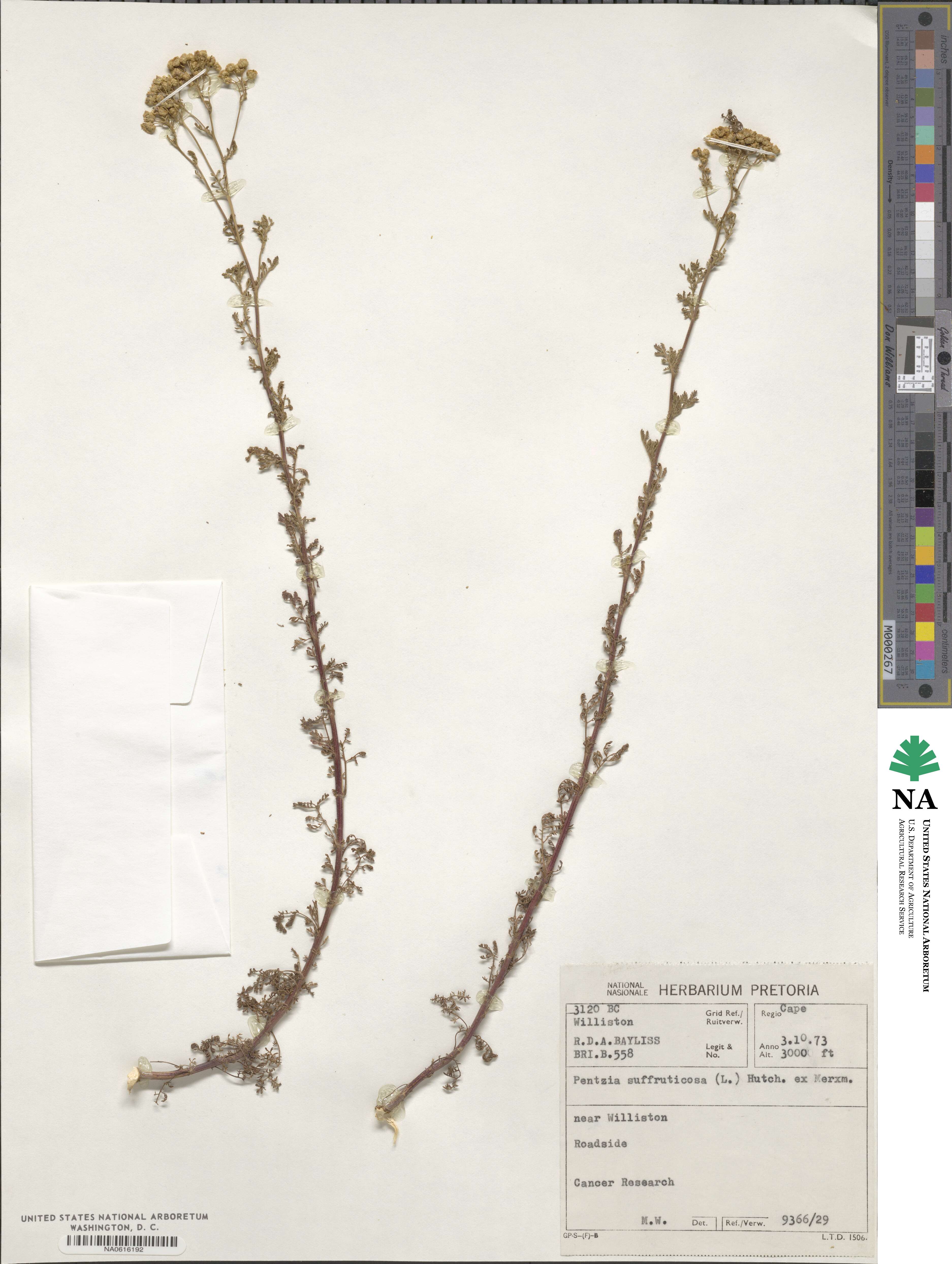 Oncosiphon suffruticosum image