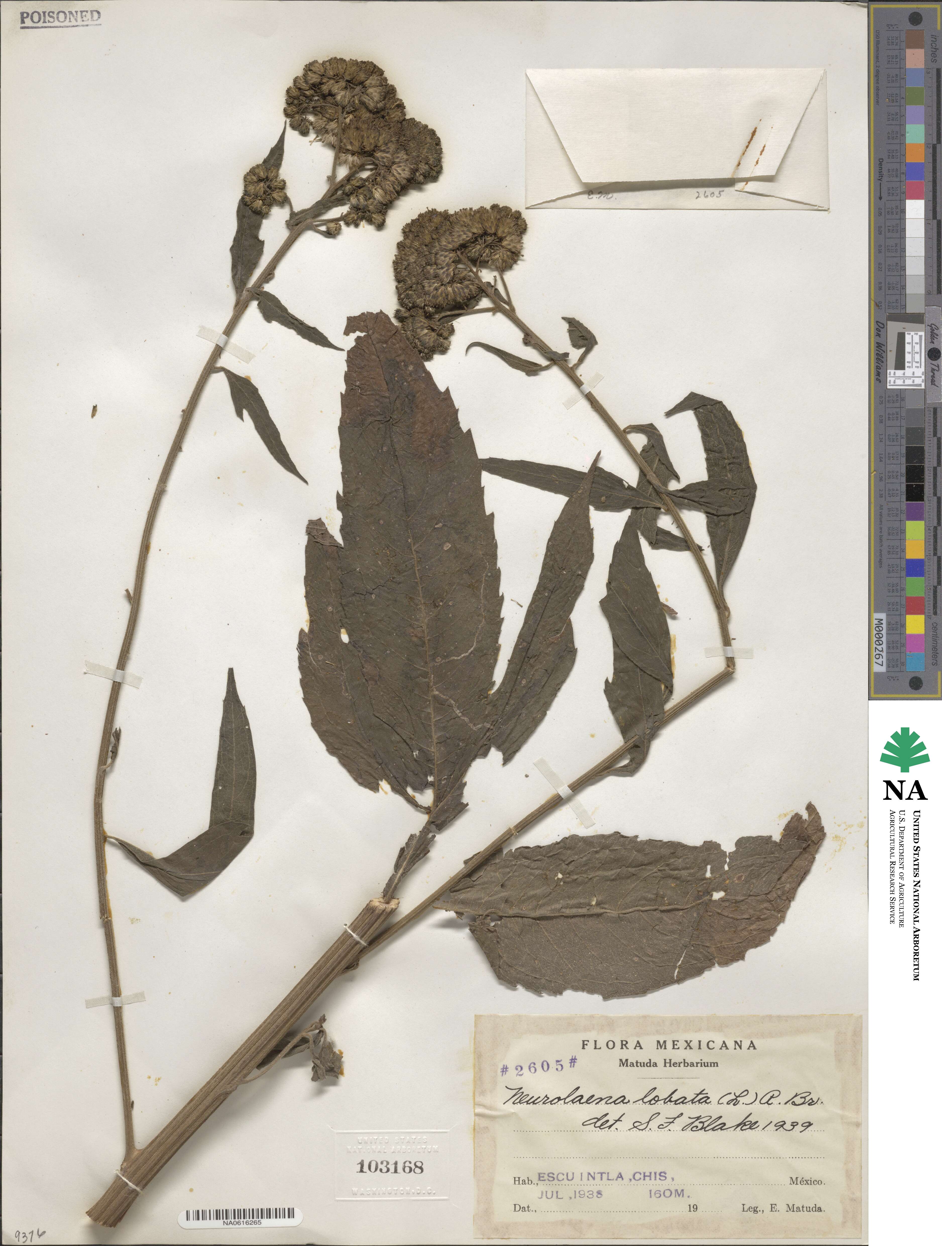 Neurolaena lobata image