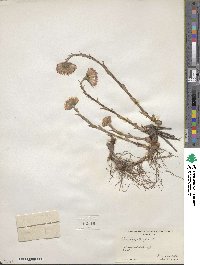 Tussilago farfara image