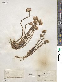 Tussilago farfara image