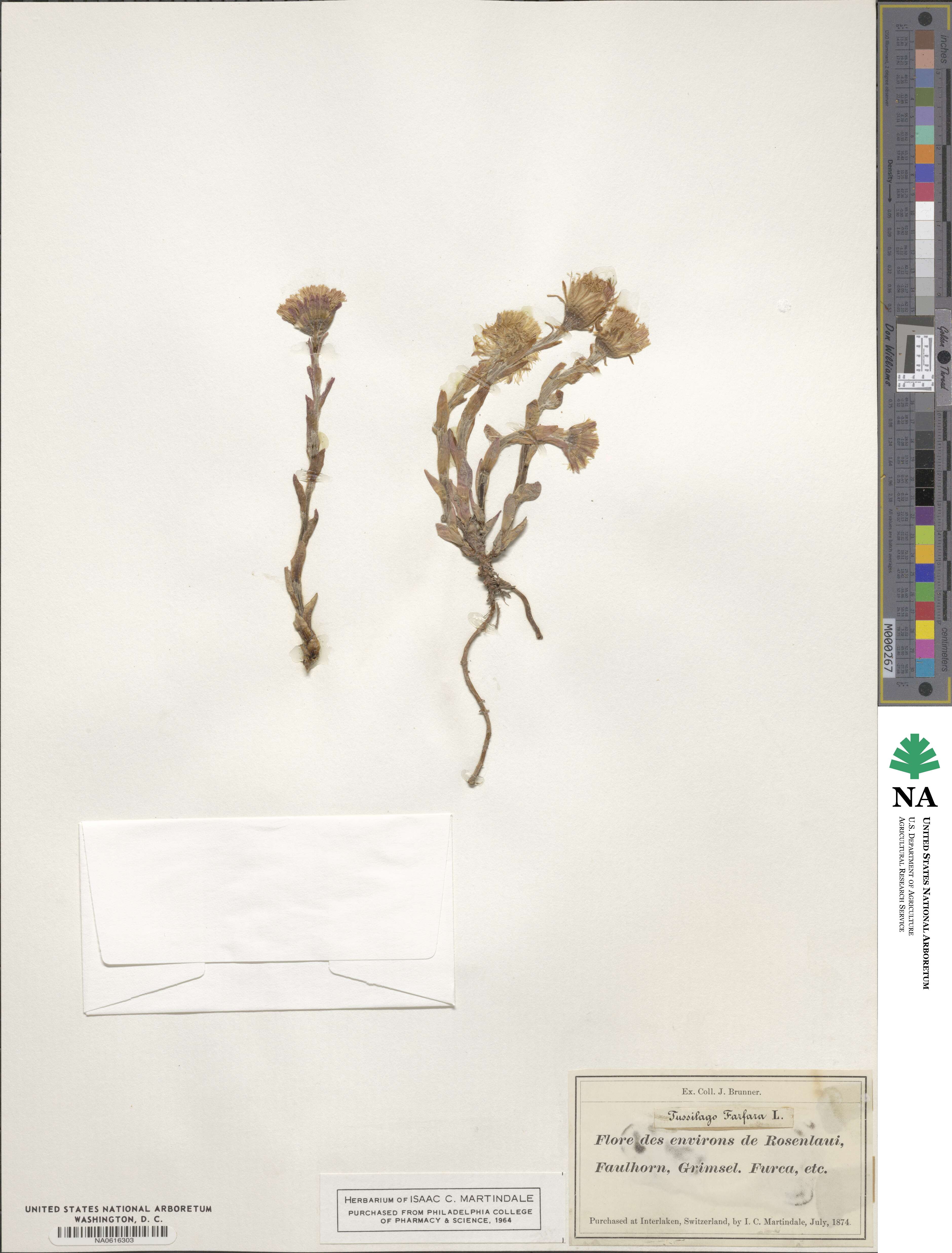 Tussilago farfara image