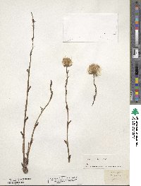 Tussilago farfara image