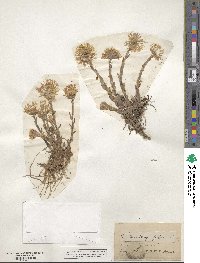 Tussilago farfara image