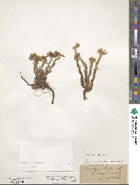 Tussilago farfara image