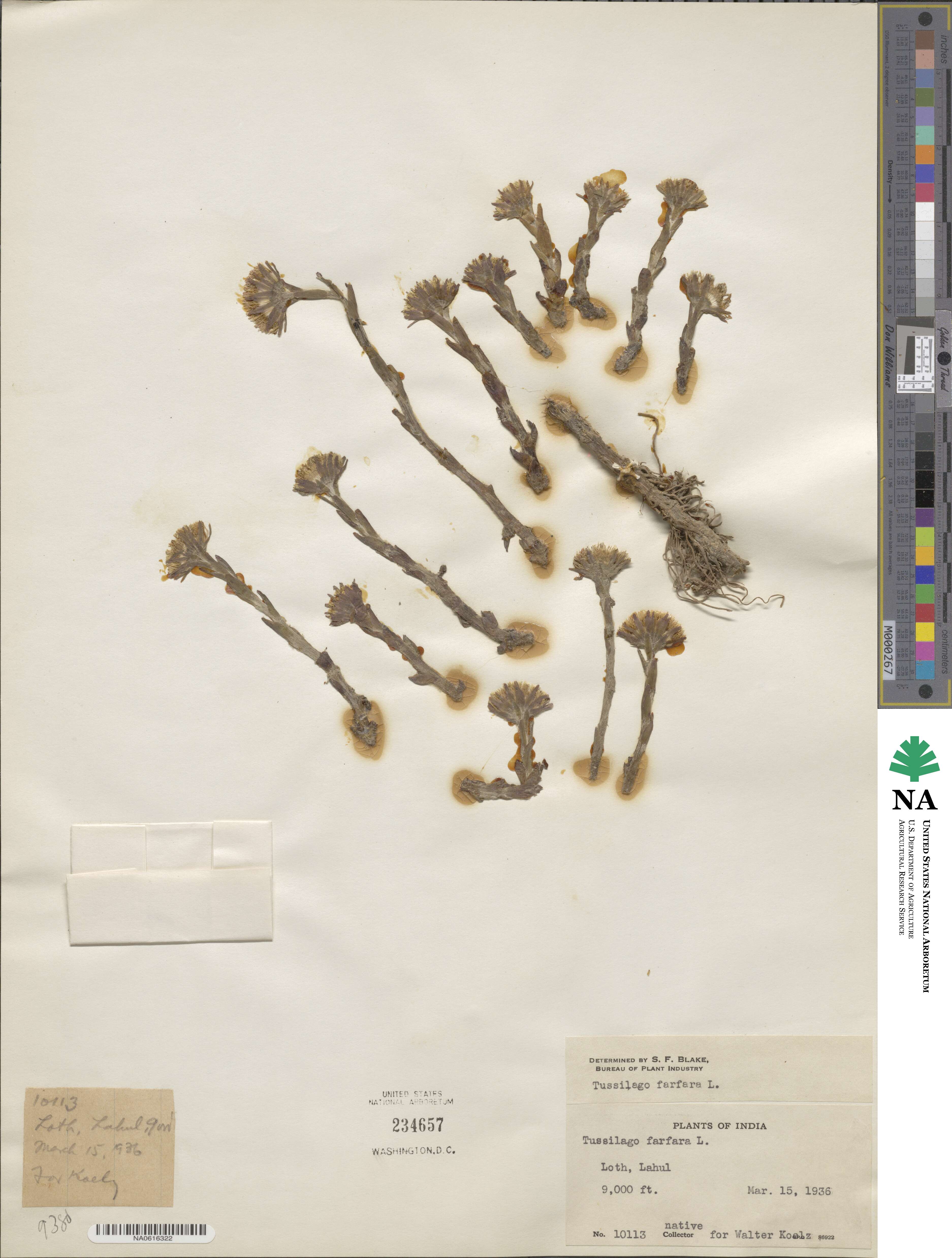 Tussilago farfara image