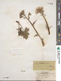 Petasites frigidus image