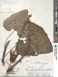 Petasites hybridus image