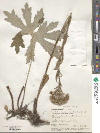 Petasites frigidus image