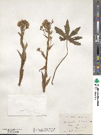 Petasites frigidus image