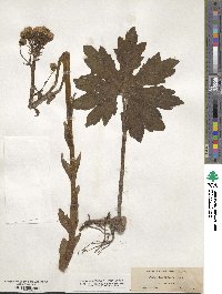 Petasites frigidus image