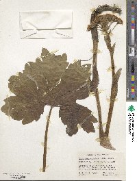 Petasites frigidus image