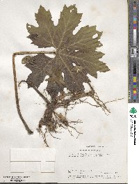 Petasites frigidus var. palmatus image