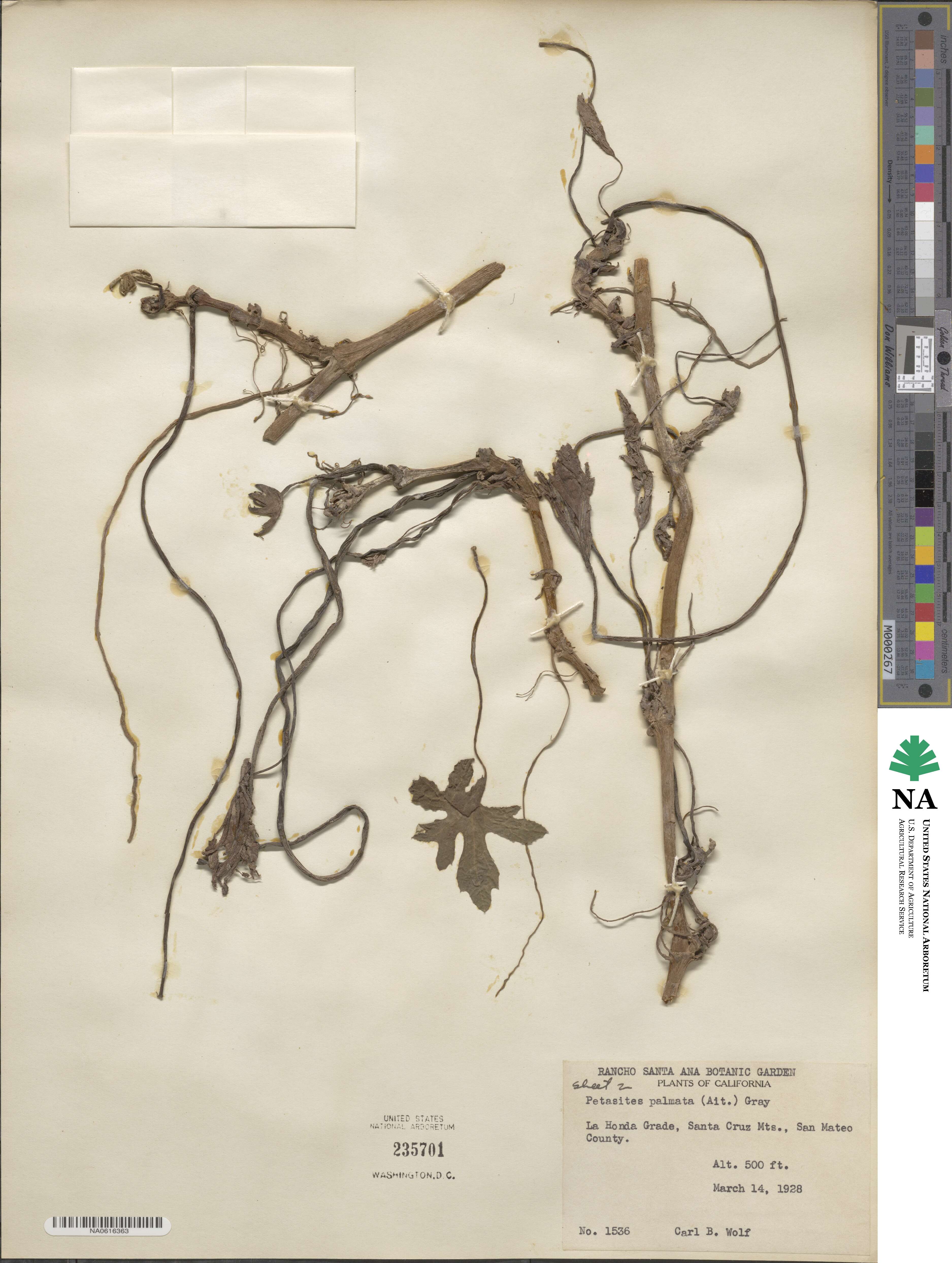 Petasites frigidus var. palmatus image
