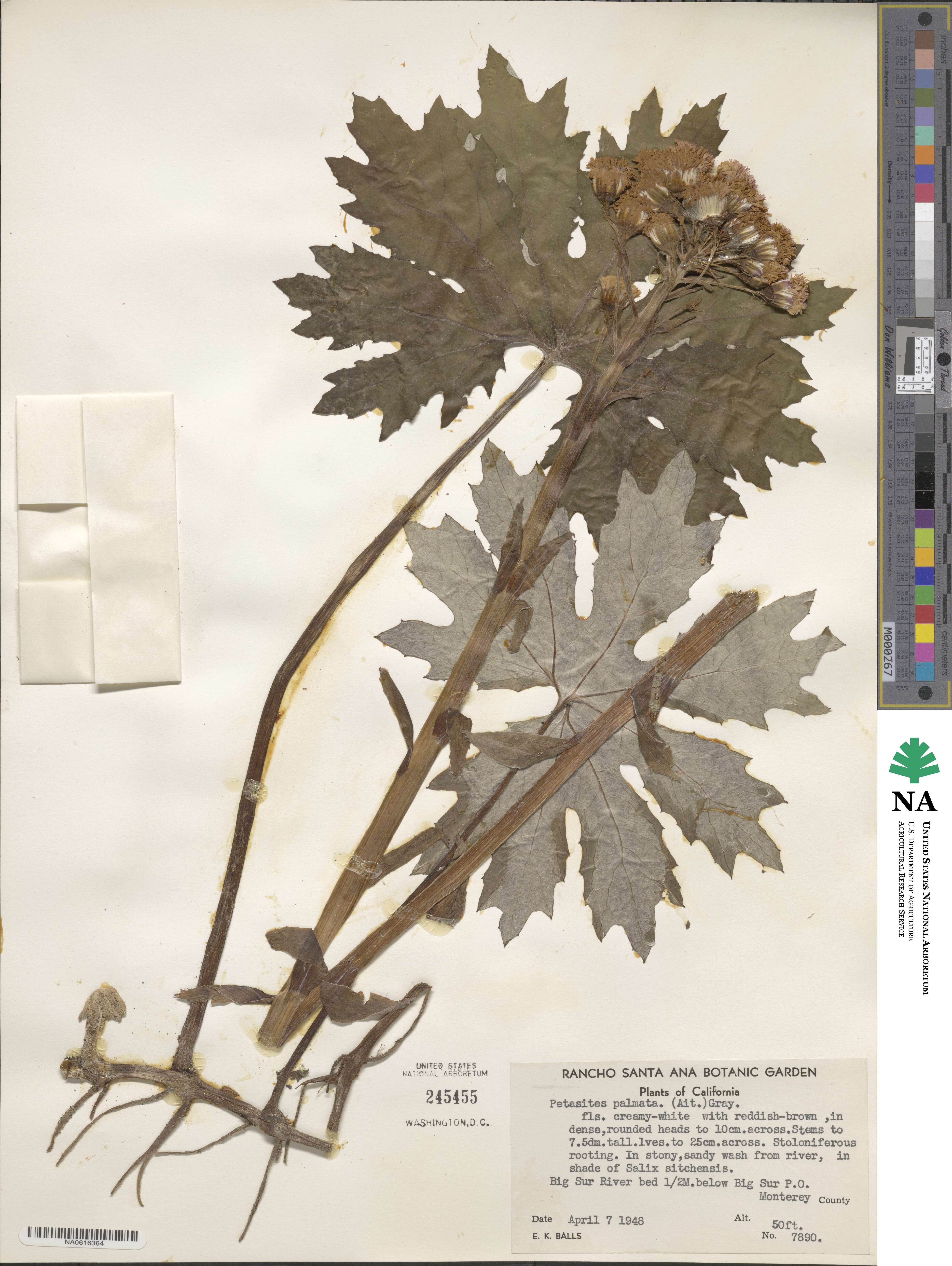 Petasites frigidus image