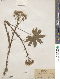 Petasites frigidus image