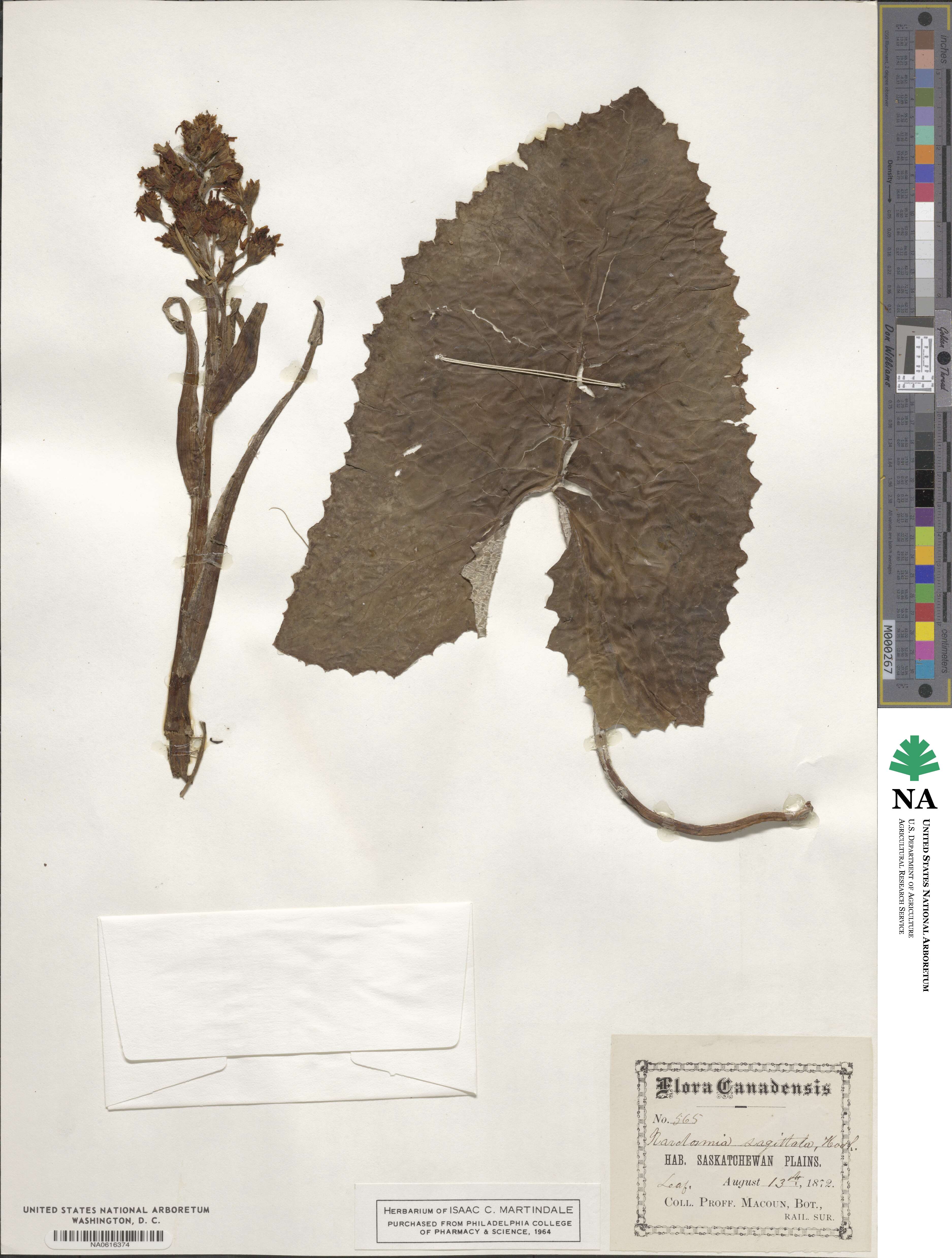 Petasites frigidus image