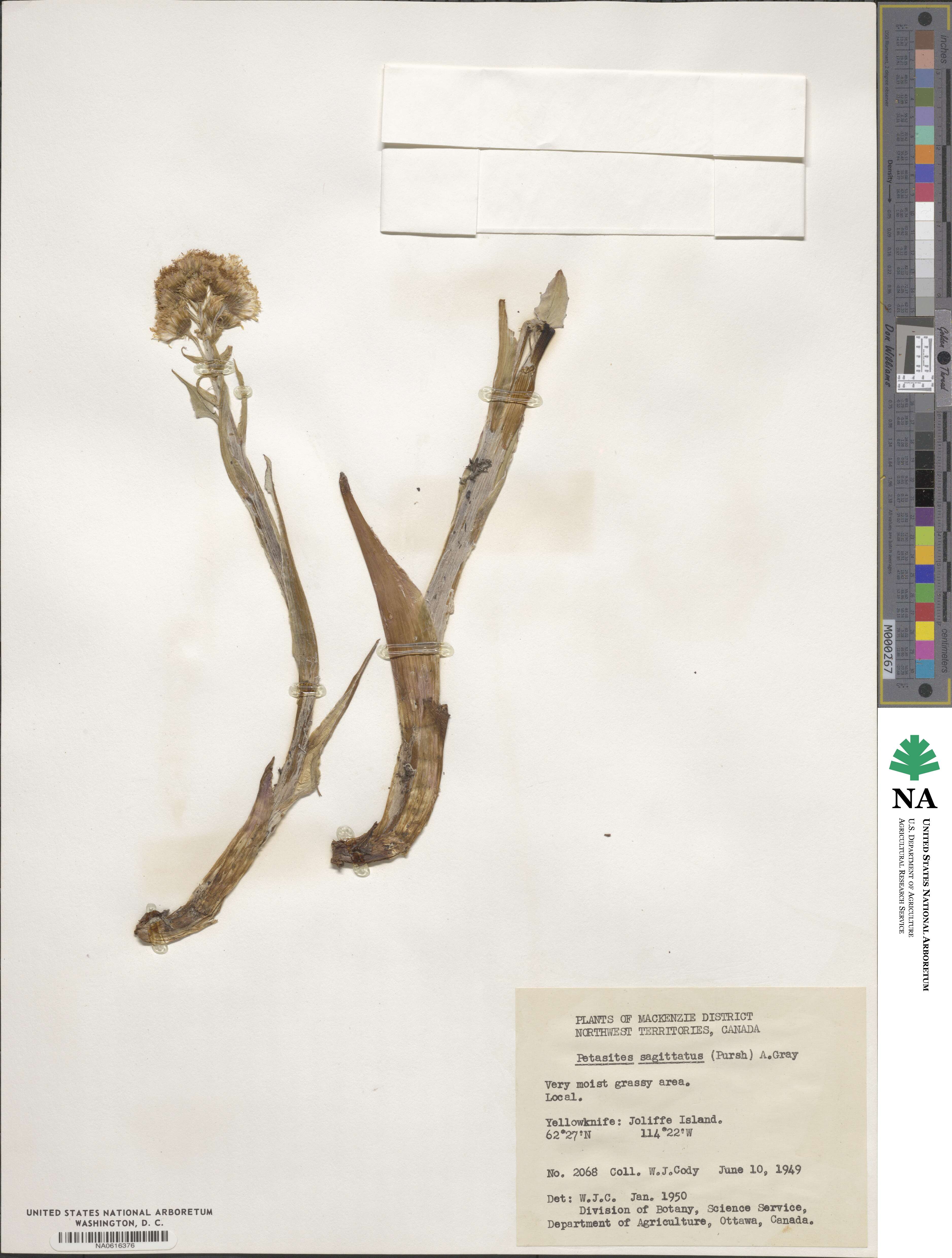Petasites frigidus image