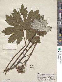 Petasites frigidus image