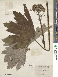 Petasites frigidus image