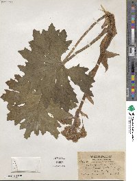 Petasites frigidus var. palmatus image