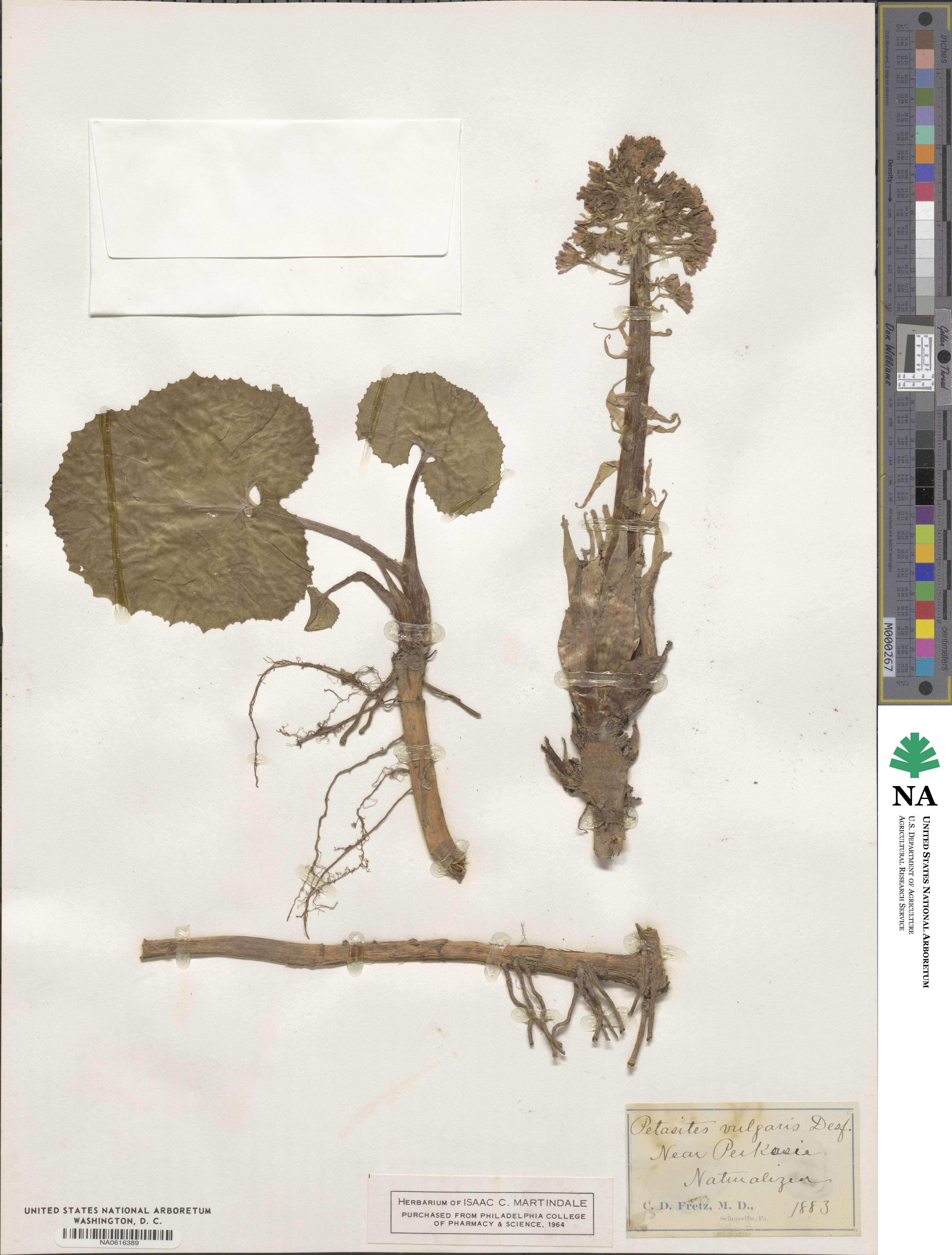 Petasites hybridus subsp. hybridus image