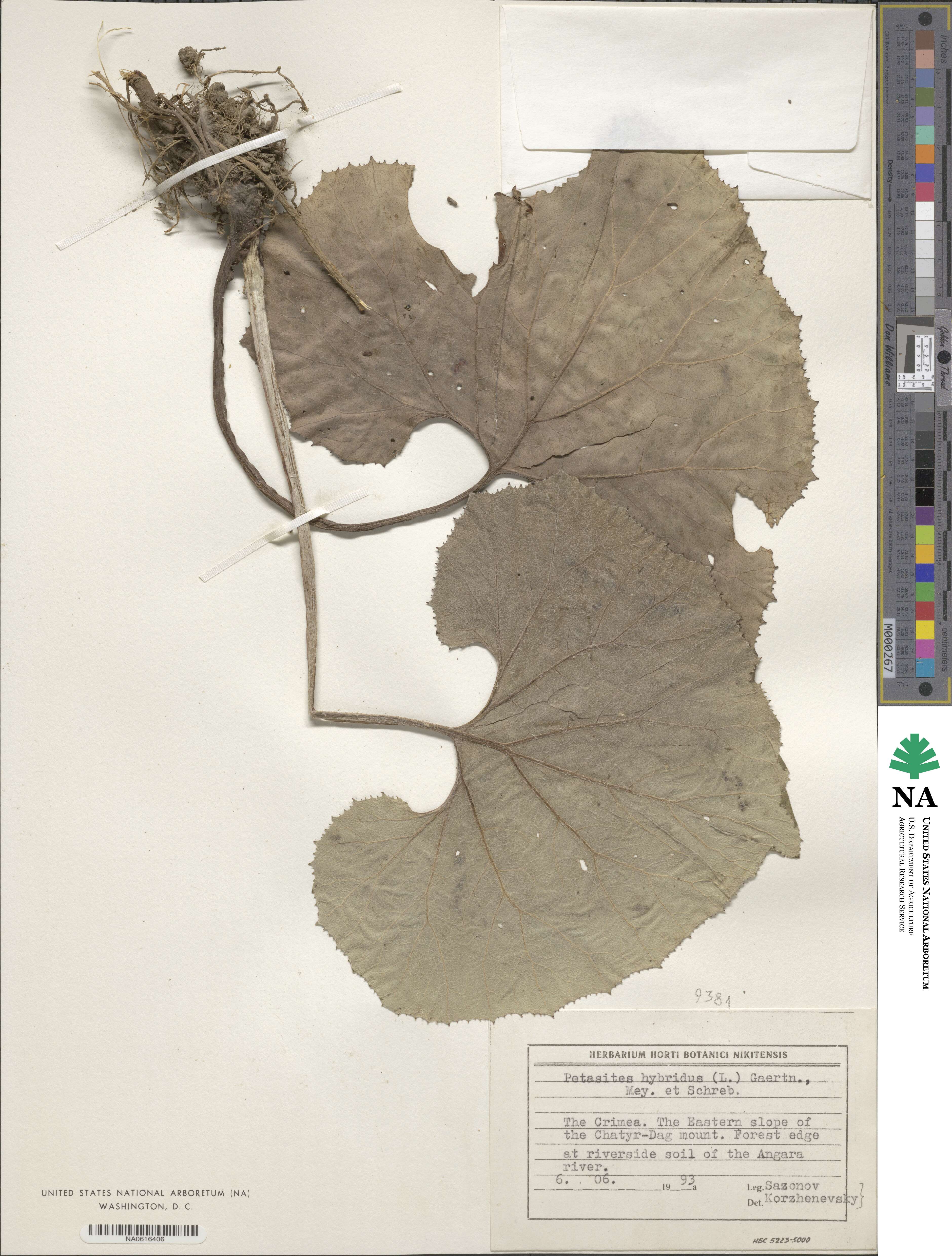 Petasites hybridus image