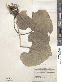 Petasites hybridus image
