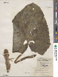 Petasites hybridus image