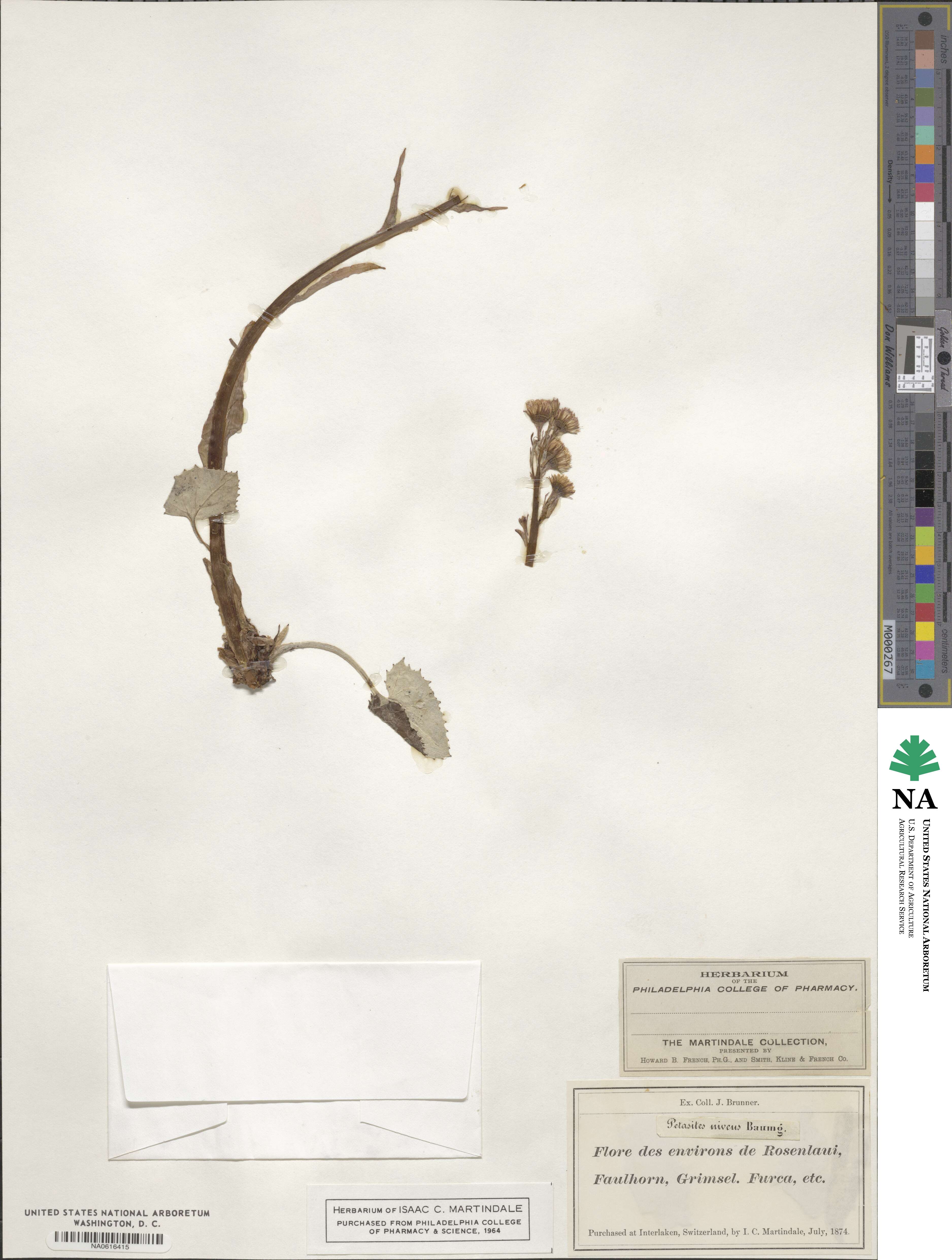 Petasites niveus image