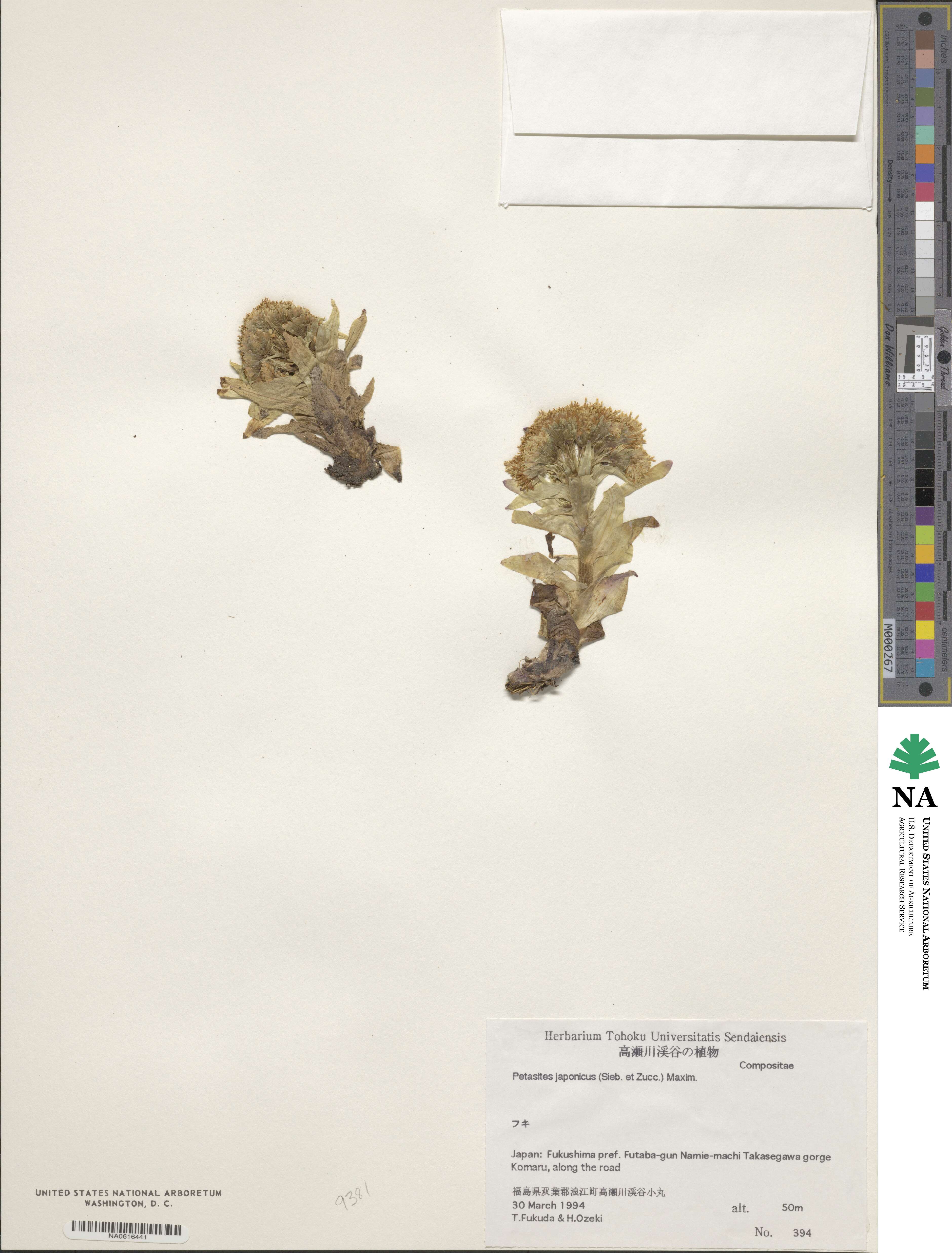 Petasites japonicus image