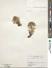 Petasites japonicus image