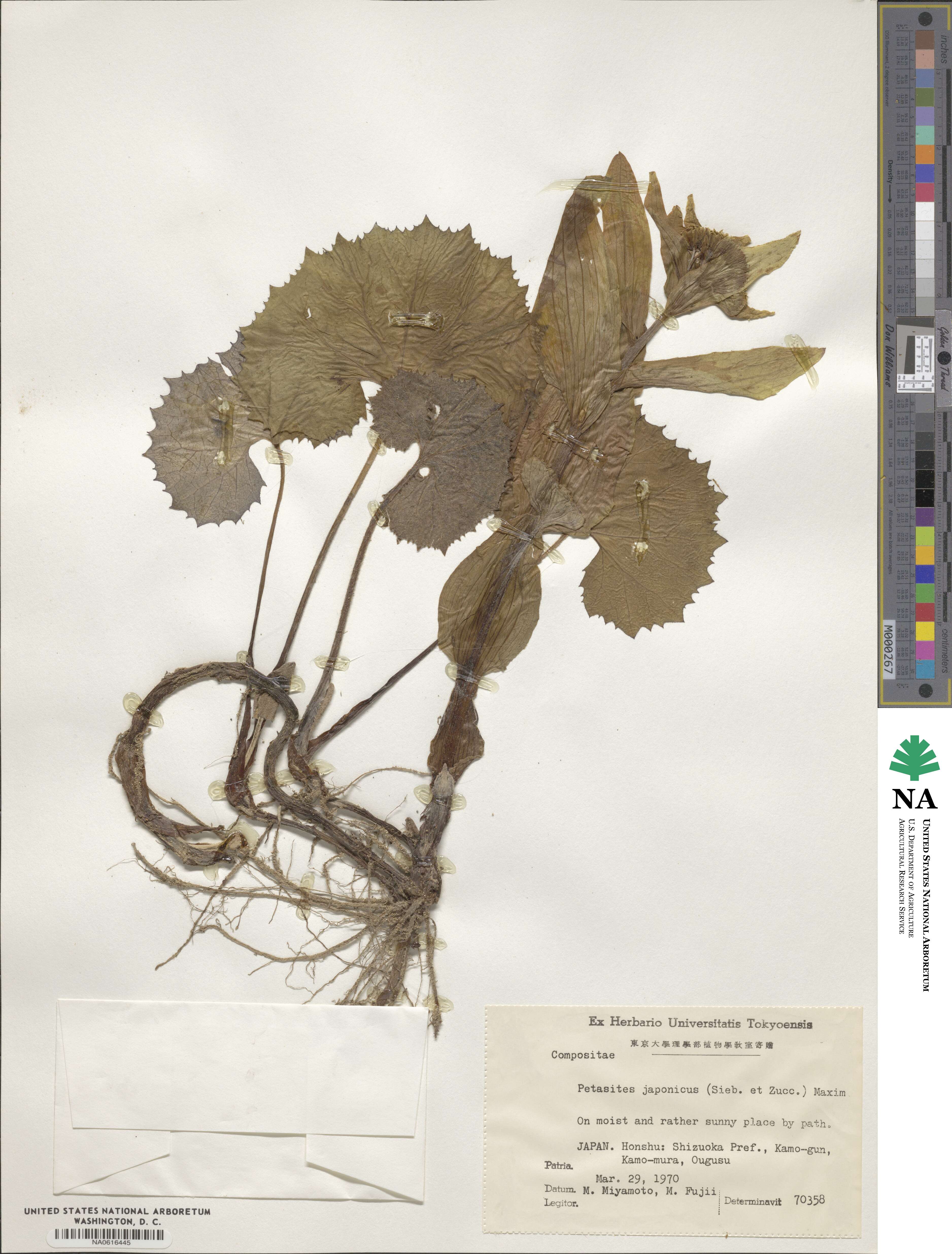 Petasites japonicus image