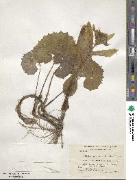 Petasites japonicus image