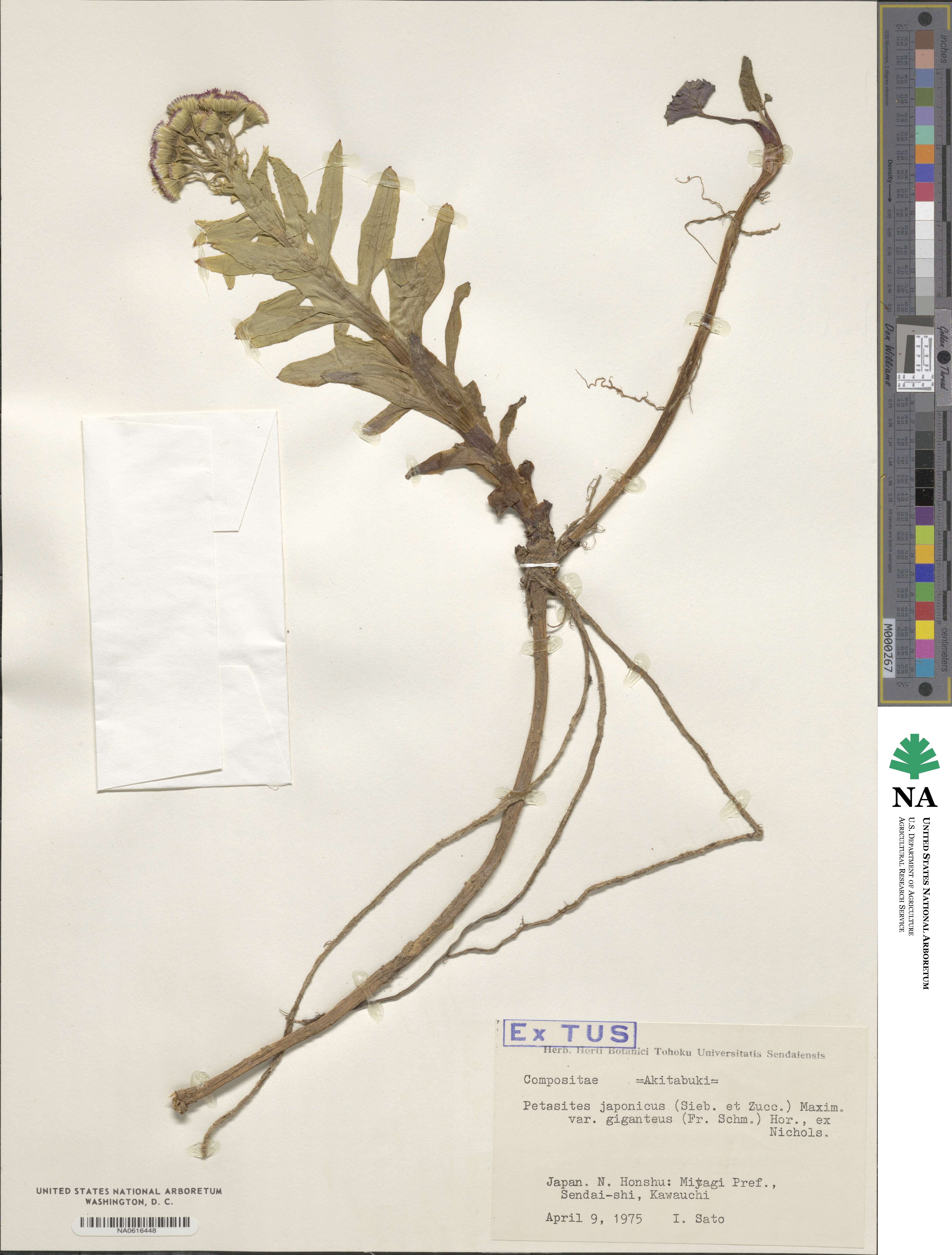 Petasites japonicus var. giganteus image