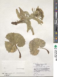 Petasites japonicus image