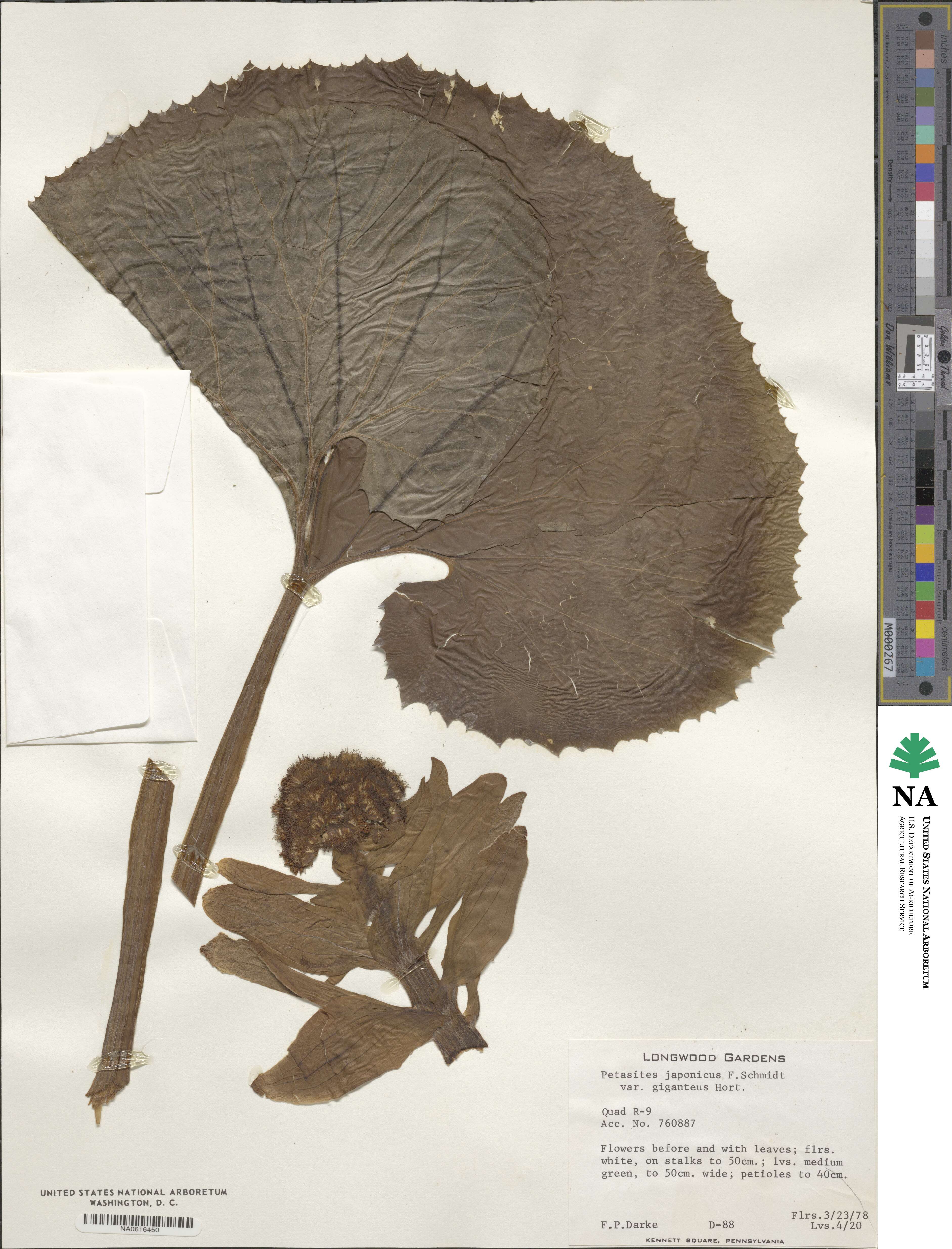 Petasites japonicus image