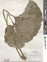 Petasites japonicus var. giganteus image