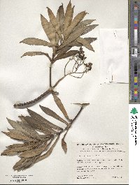 Senecio evenius image