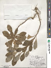 Senecio evenius image