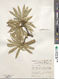 Senecio corrugatus image