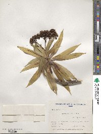 Senecio corrugatus image